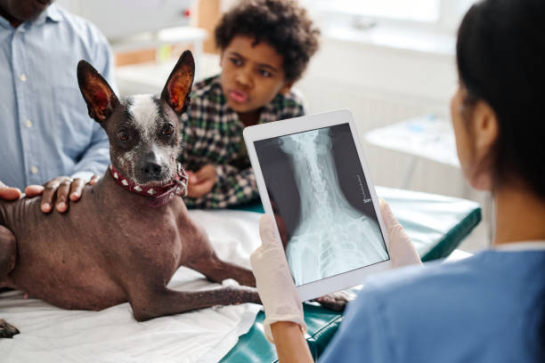 Mobile Pet Ultrasound
