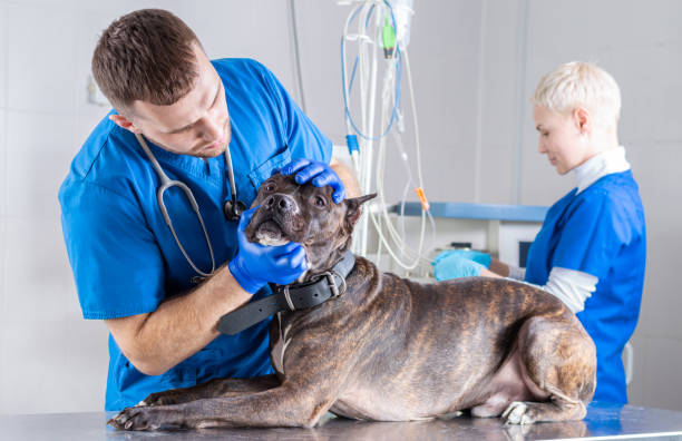 Orthopedic Examination