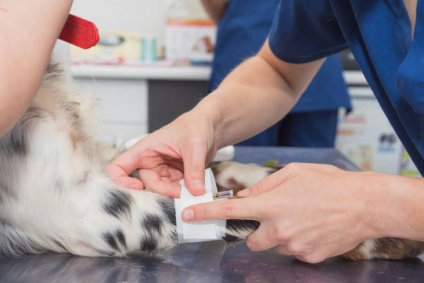 Pet Pain Management