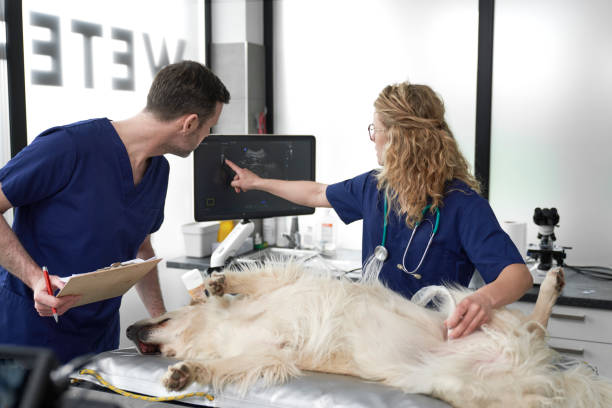 Veterinary Diagnostic Imaging