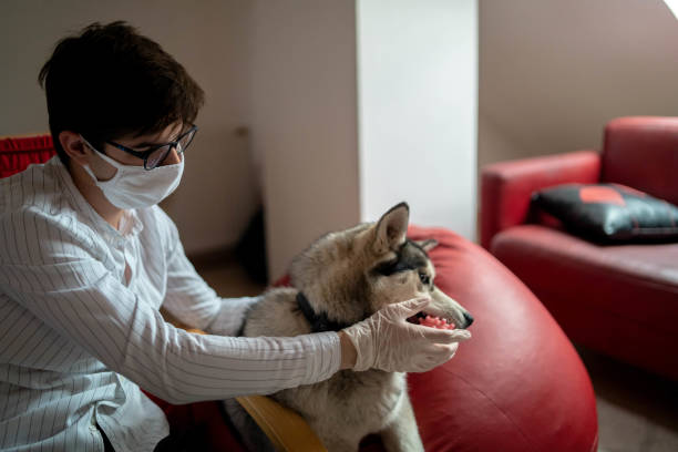 In-Home Pet Euthanasia